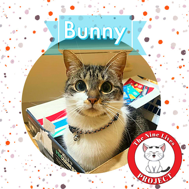 Photo of Bunny *9 Lives Project Rescue*