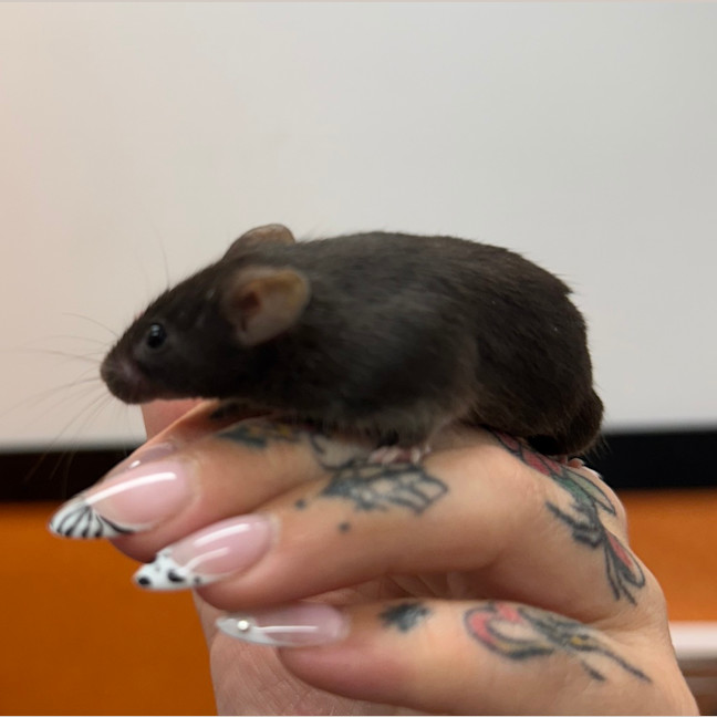 Photo of Paprika