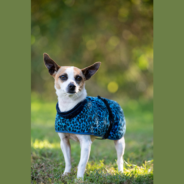 Photo of Stella