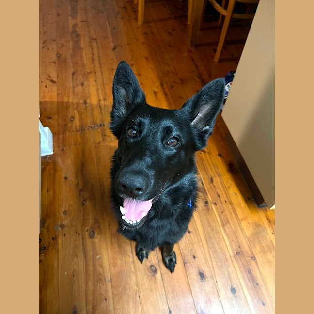 Photo of Sacha   1.5 Year Old German Shepherd (On Trial)