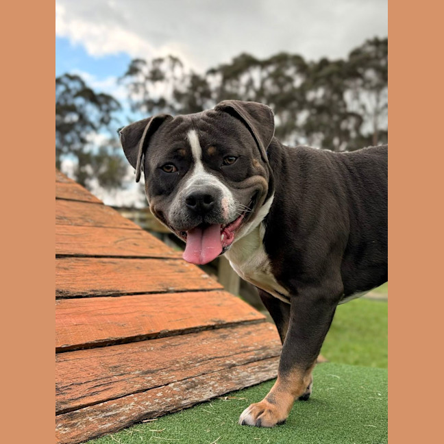 Photo of Ace