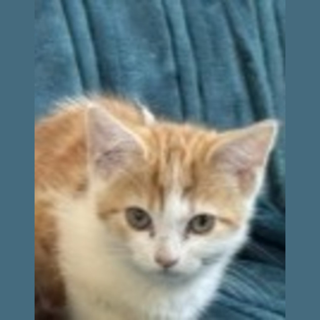 Photo of Viper **2nd Chance Cat Rescue**