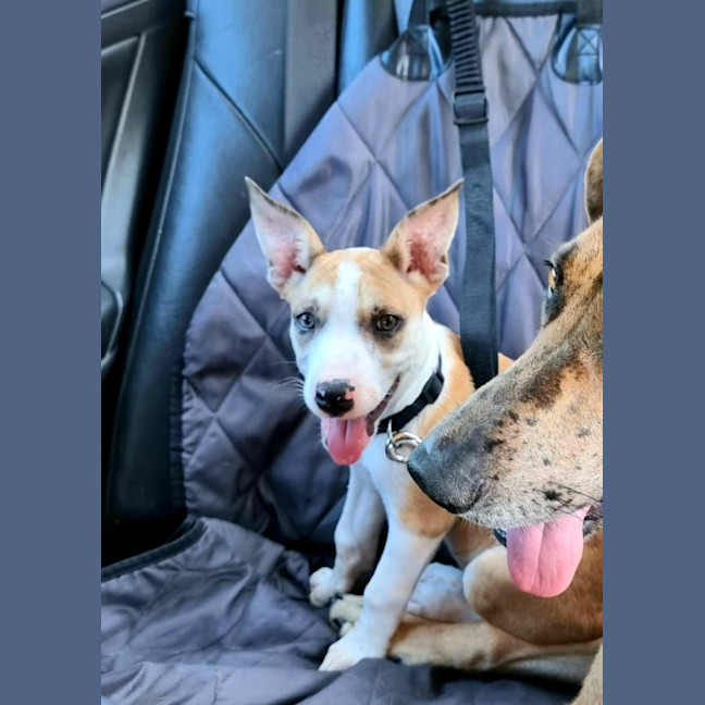 Photo of Maple