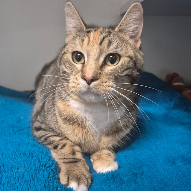 Photo of Tigger