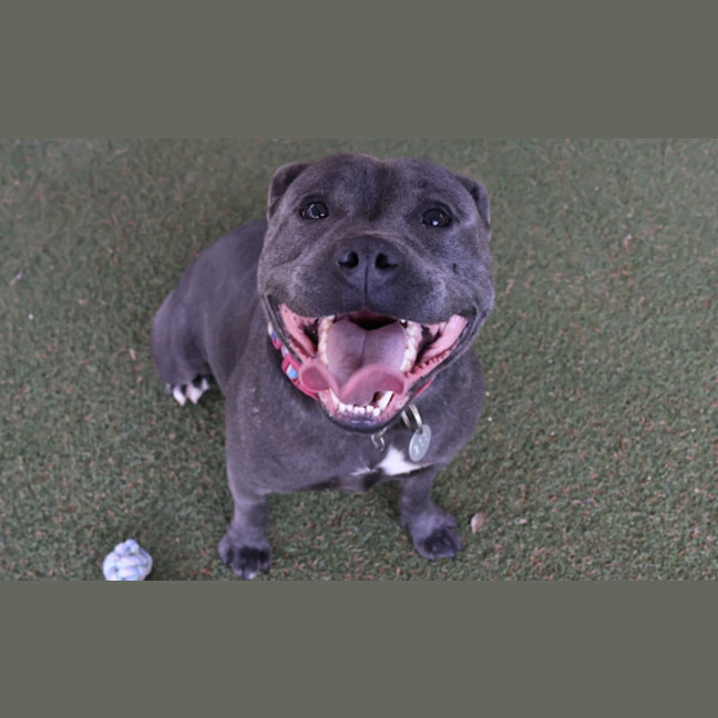 Photo of Rowdy