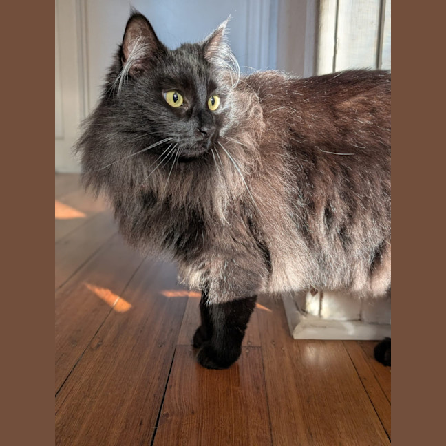 Photo of Truffles