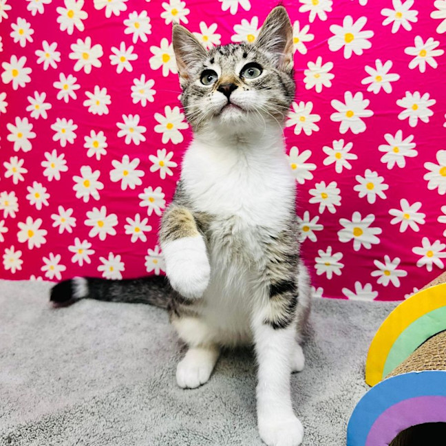 Photo of Gala   Located In Preston