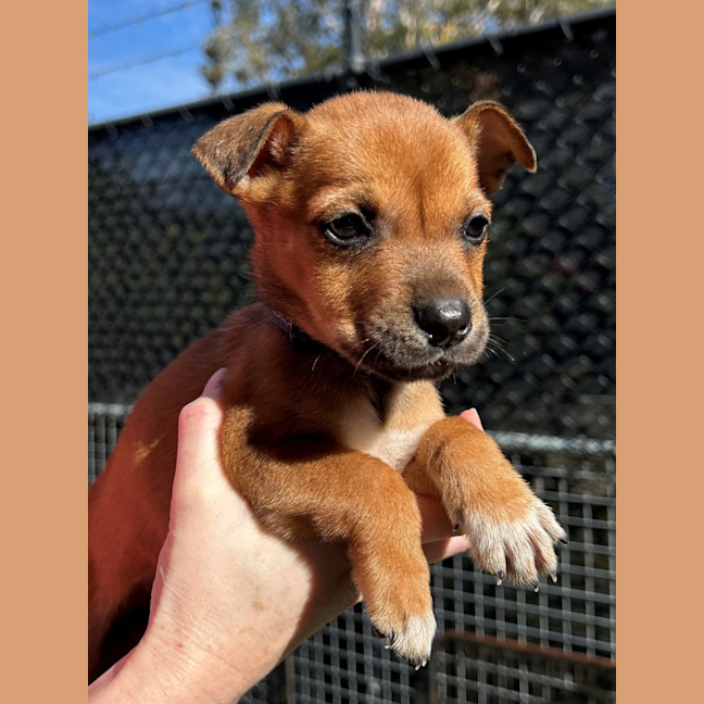 Photo of D1150 Norma