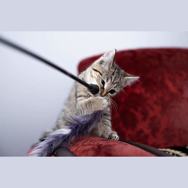 Photo of Loki