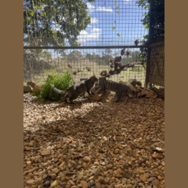 Photo of Wattle