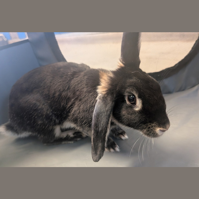 Photo of Willow