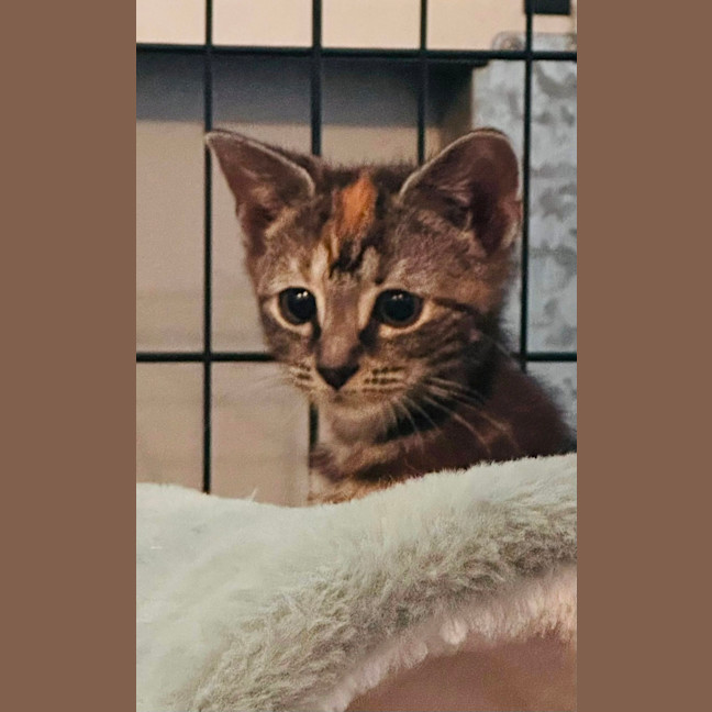 Photo of Trix