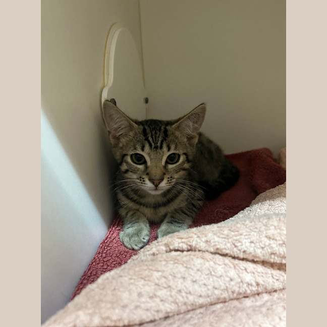 Photo of Smokey