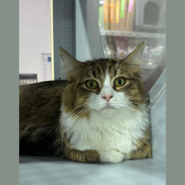 Photo of Wookie