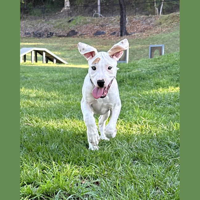 Photo of Yoshi 