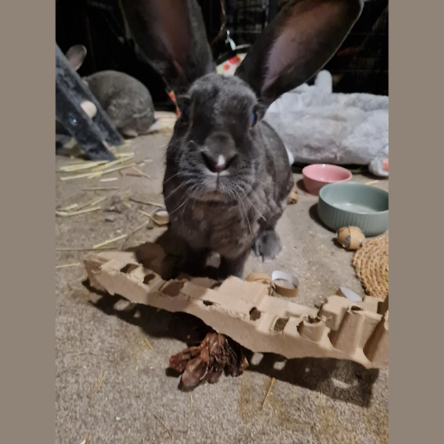 Photo of Cutiepies Lola & Thumper