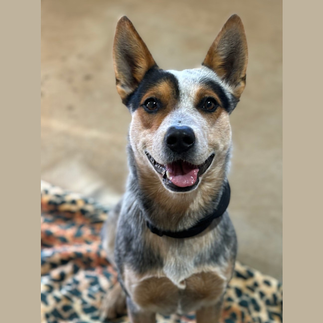 Photo of Maverick
