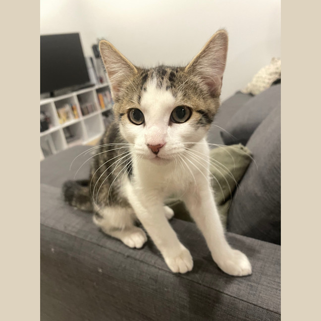 Photo of Gnocchi 🥔