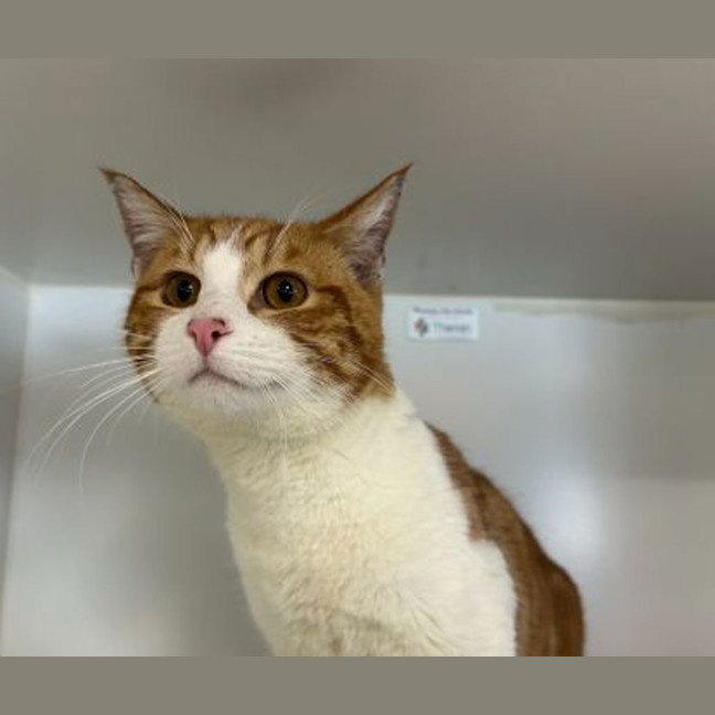 Photo of Marmalade
