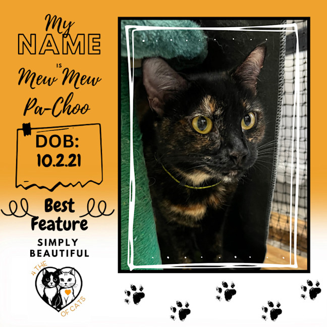 Photo of Mew Mew Pa Choo