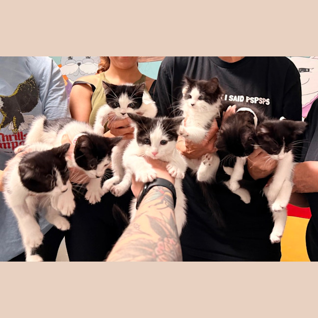 Photo of Bw Litter