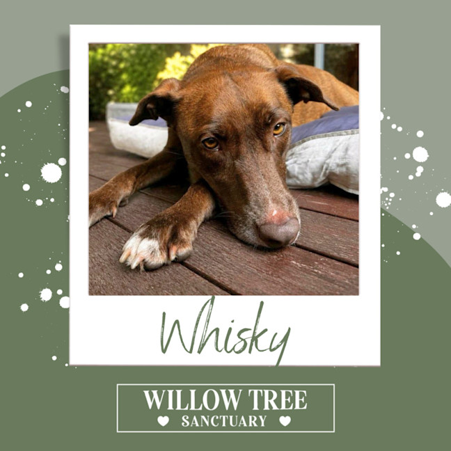 Photo of Whisky