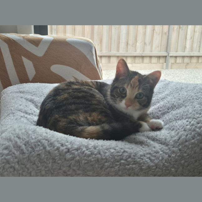 Photo of Cleopatra