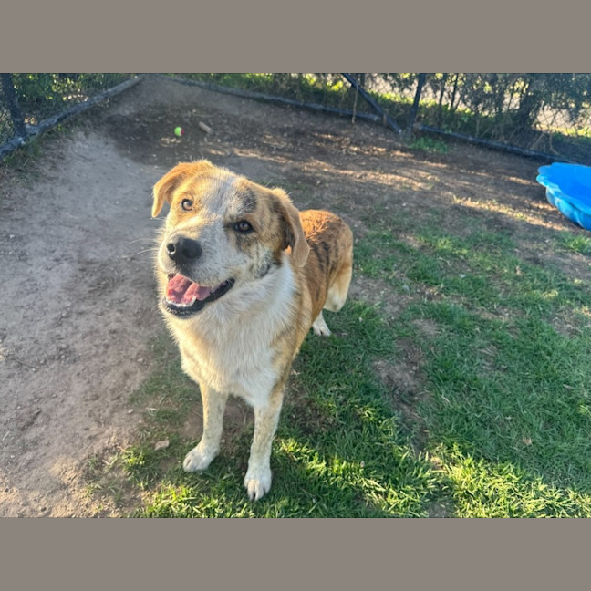 Photo of Captain Imp 2063