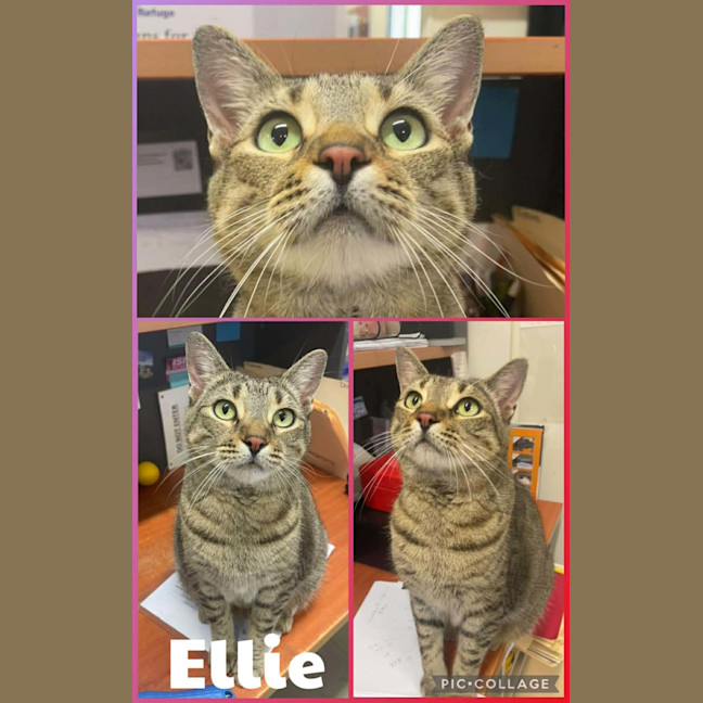 Photo of Ellie
