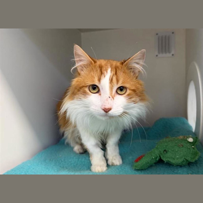 Photo of Cheeto