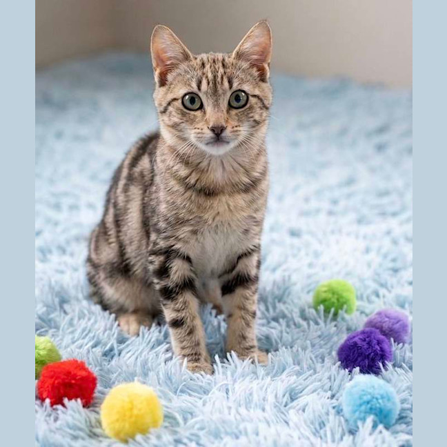 Photo of Puddles
