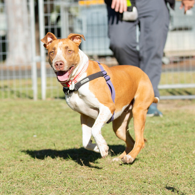 Photo of Buddy