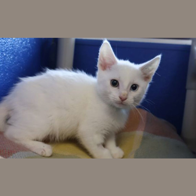 Photo of Nieve