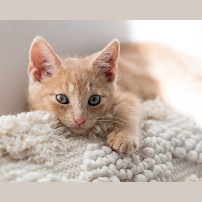 Photo of Bingo