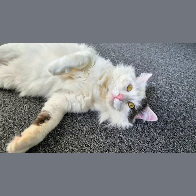 Photo of Walter 