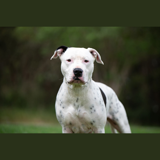 Photo of Houdini