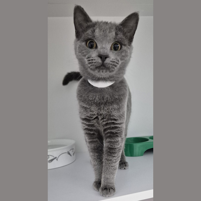 Photo of Shortbread