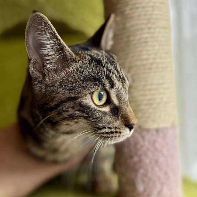 Photo of Starfire   In Foster Care In Brunswick