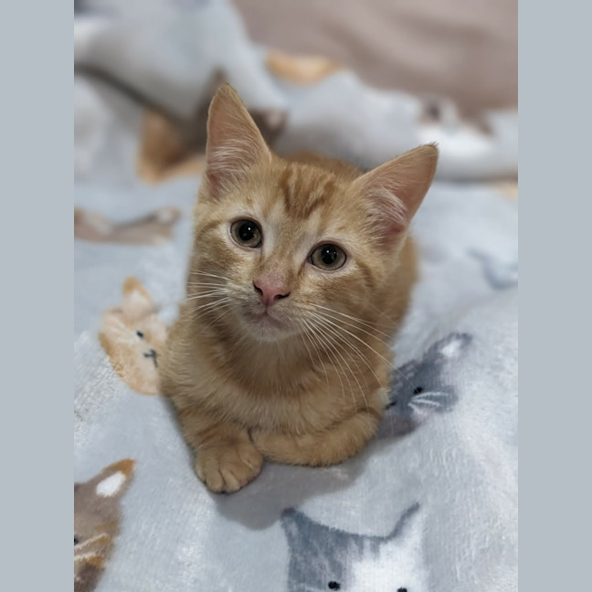Photo of Katsu   In Foster Care In Reservior