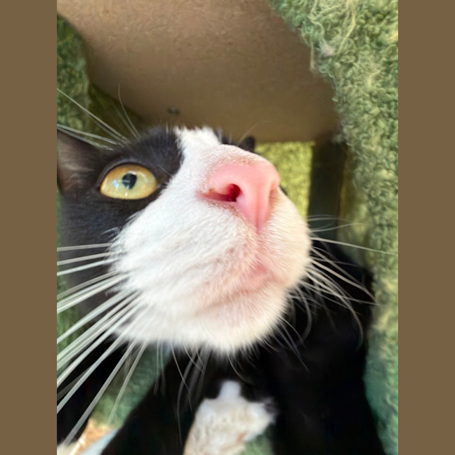 Photo of Fifi