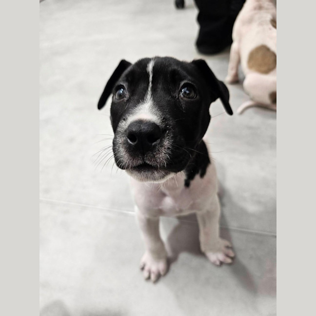 Photo of Clover