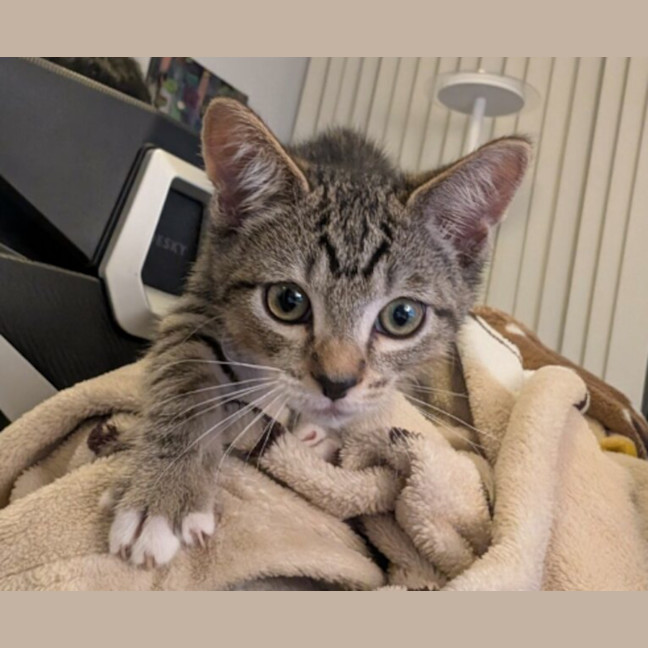 Photo of Cloud – Ringworm Special $49