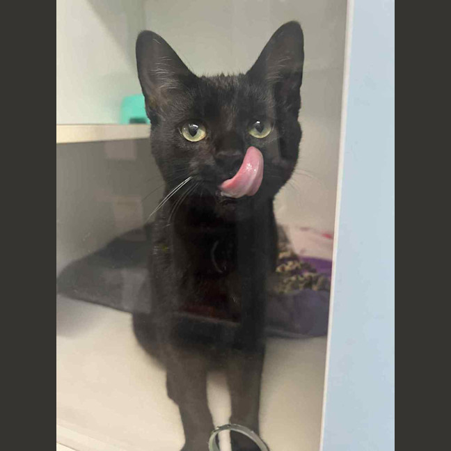 Photo of Wintermelon