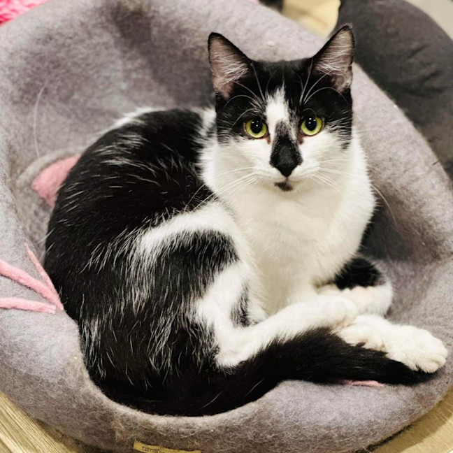 Photo of 9645   Isabella