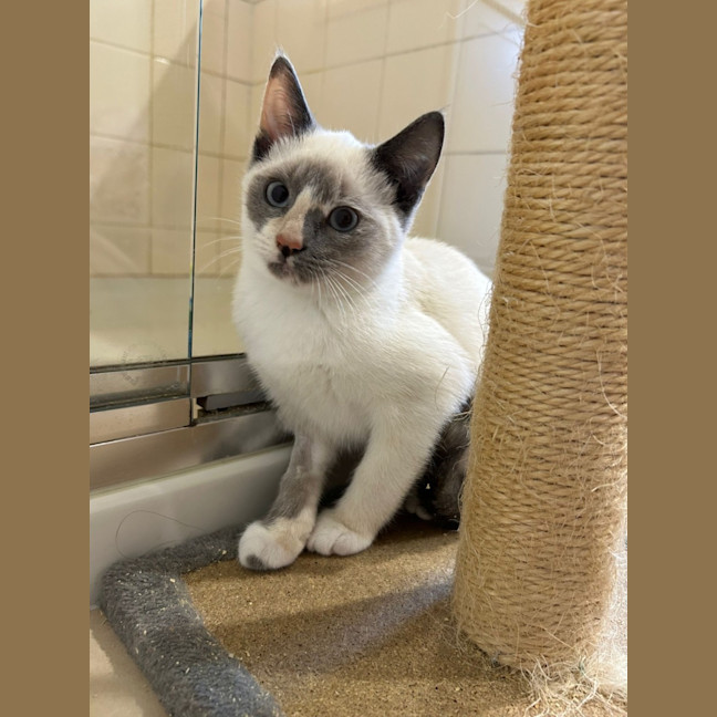 Photo of Willow
