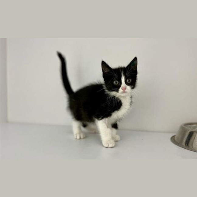 Photo of Cookie