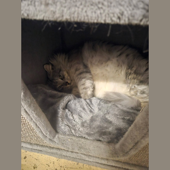 Photo of Floofy