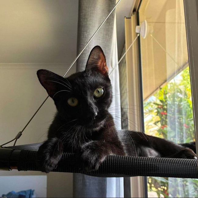 Photo of Kali