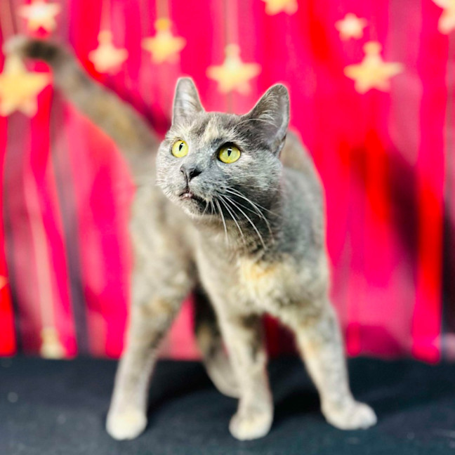 Photo of Lottie (Located In Preston) 