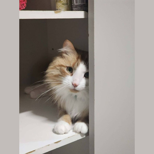 Photo of Baxter